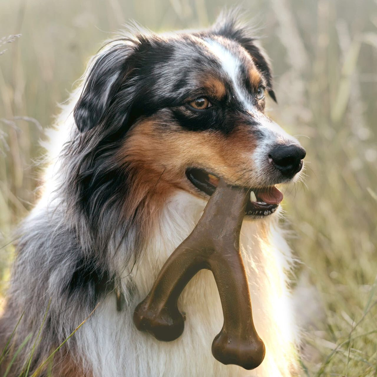 indestructible dog chew toy   long lasting