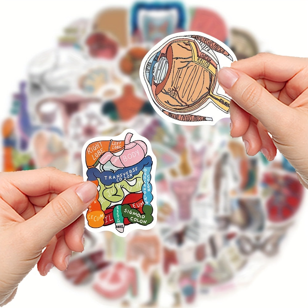 50 anatomical stickers made pvc featuring