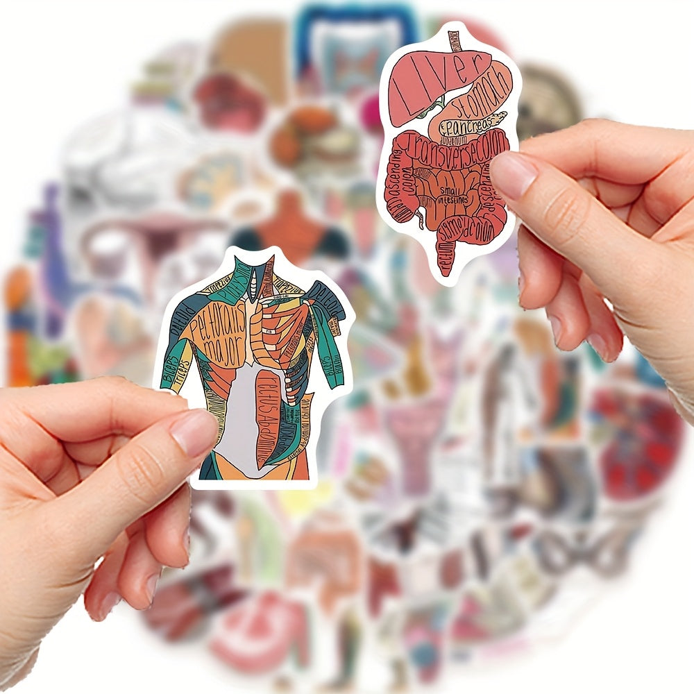 50 anatomical stickers made pvc featuring