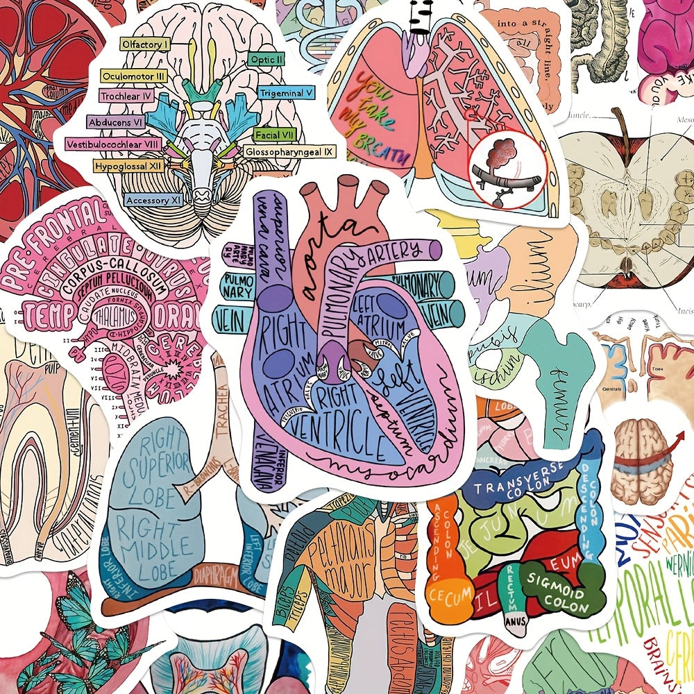 50 anatomical stickers made pvc featuring