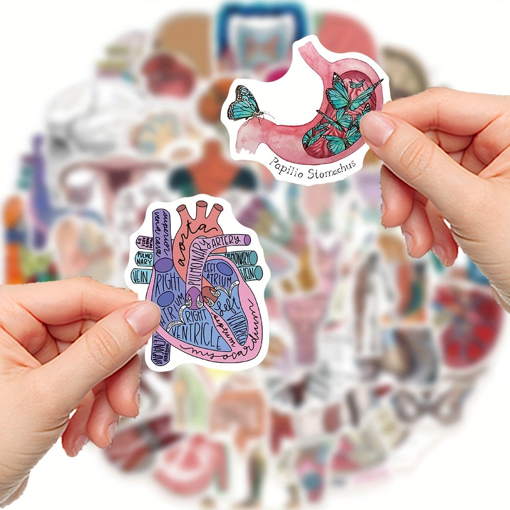 50 anatomical stickers made pvc featuring