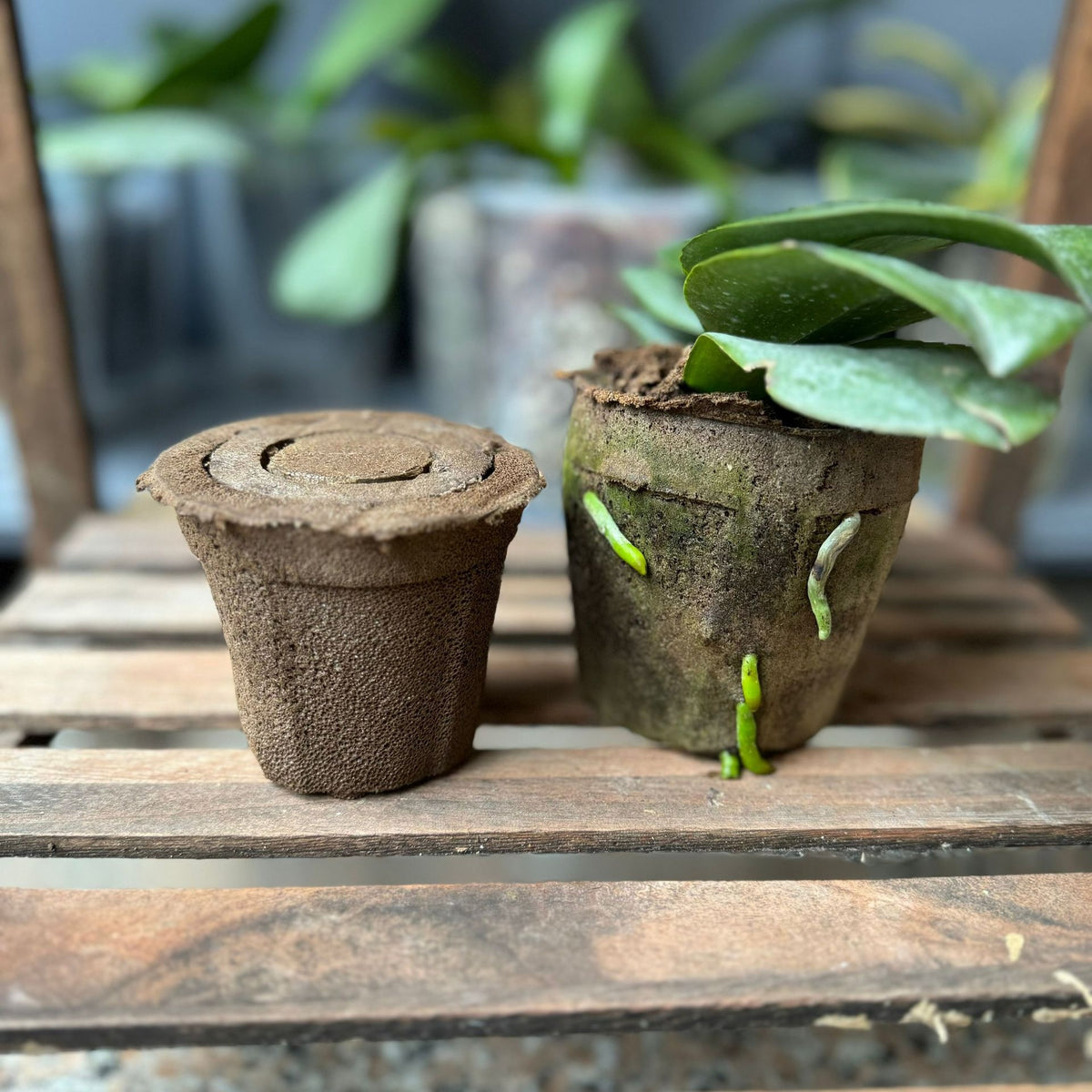 orchid special soil anti rot root breathable plant
