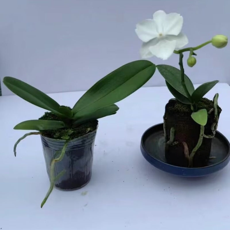 orchid special soil anti rot root breathable plant
