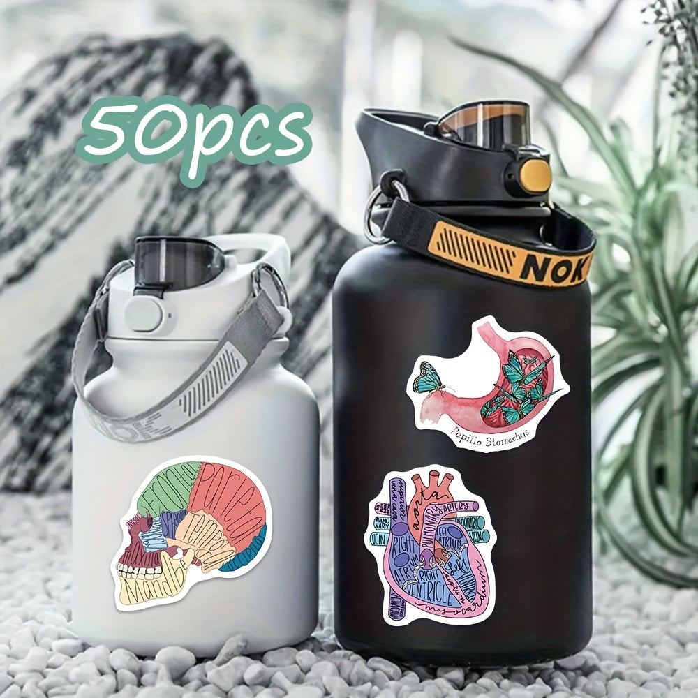 50 anatomical stickers made pvc featuring