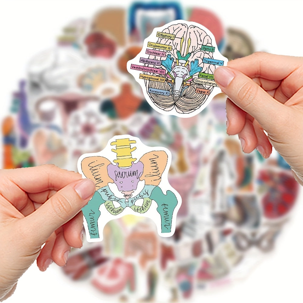 50 anatomical stickers made pvc featuring